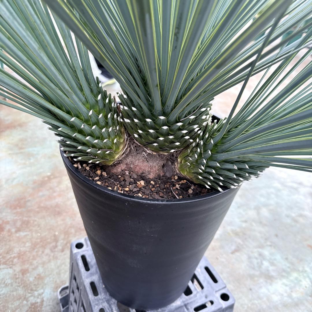 【AL1202】ユッカ　ロストラータ　ランチョブルー（品種名）４ヘッド