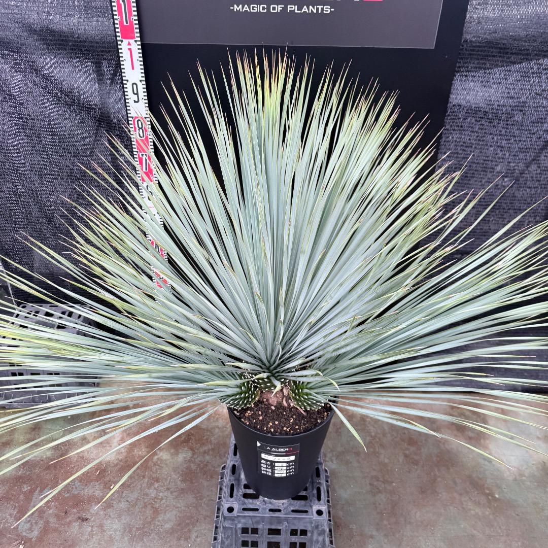 【AL1202】ユッカ　ロストラータ　ランチョブルー（品種名）４ヘッド