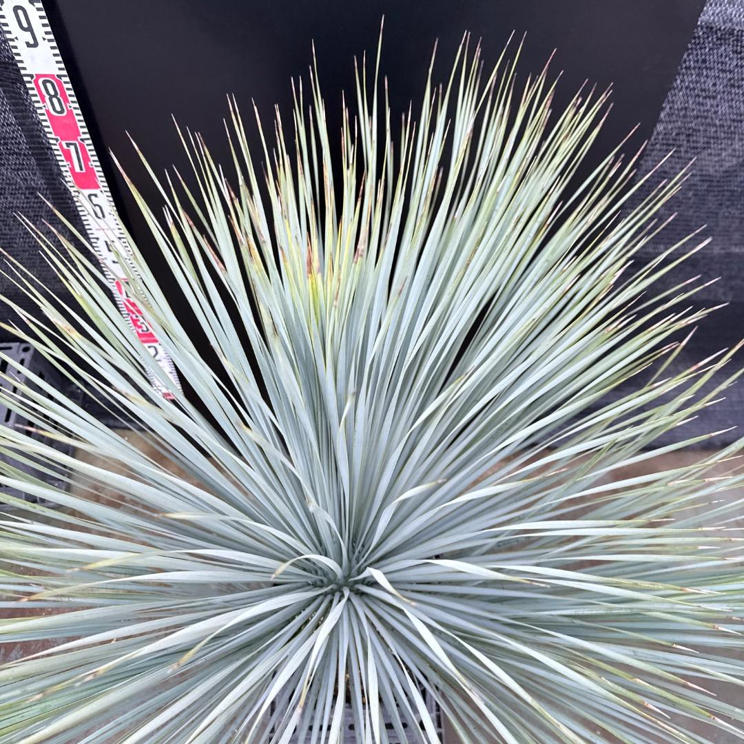 【AL1202】ユッカ　ロストラータ　ランチョブルー（品種名）４ヘッド