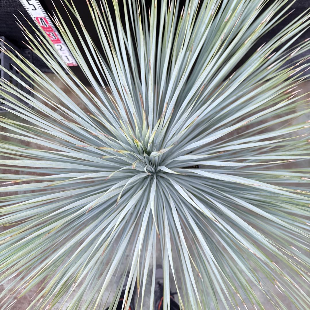 【AL1202】ユッカ　ロストラータ　ランチョブルー（品種名）４ヘッド