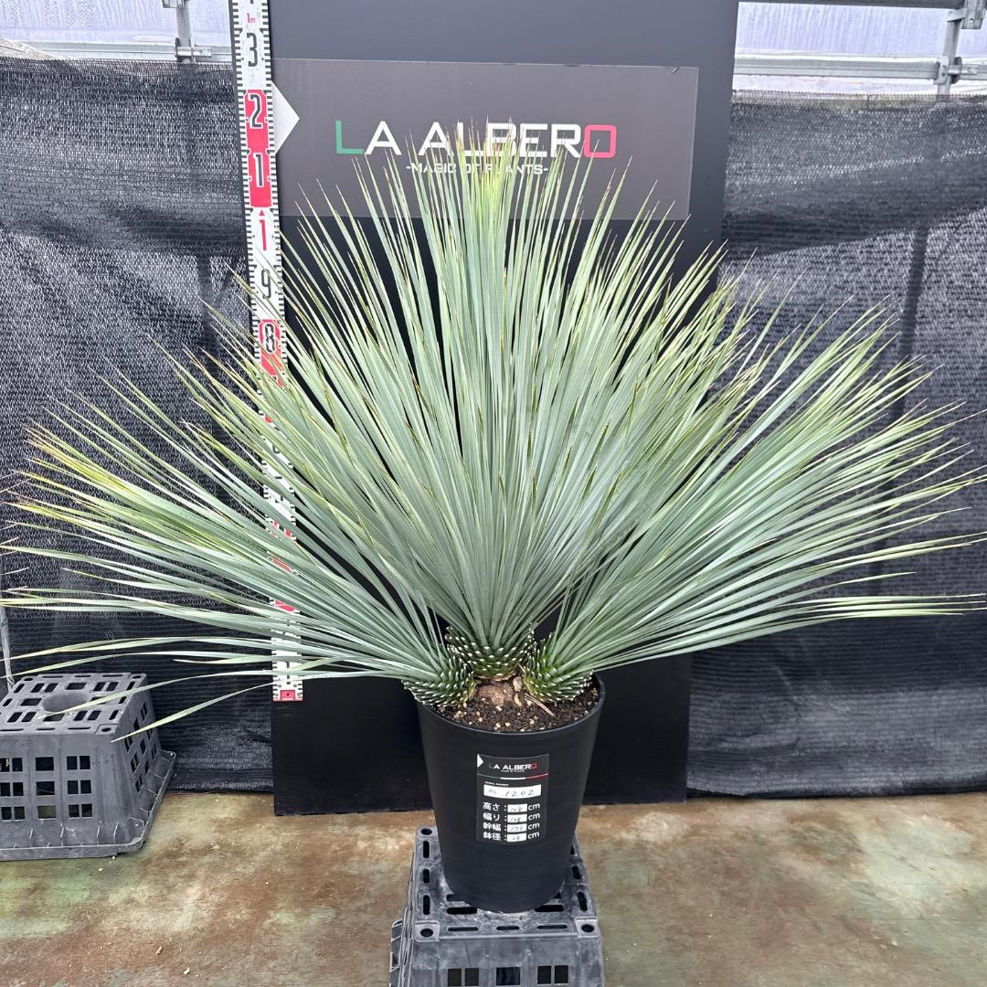 【AL1202】ユッカ　ロストラータ　ランチョブルー（品種名）４ヘッド