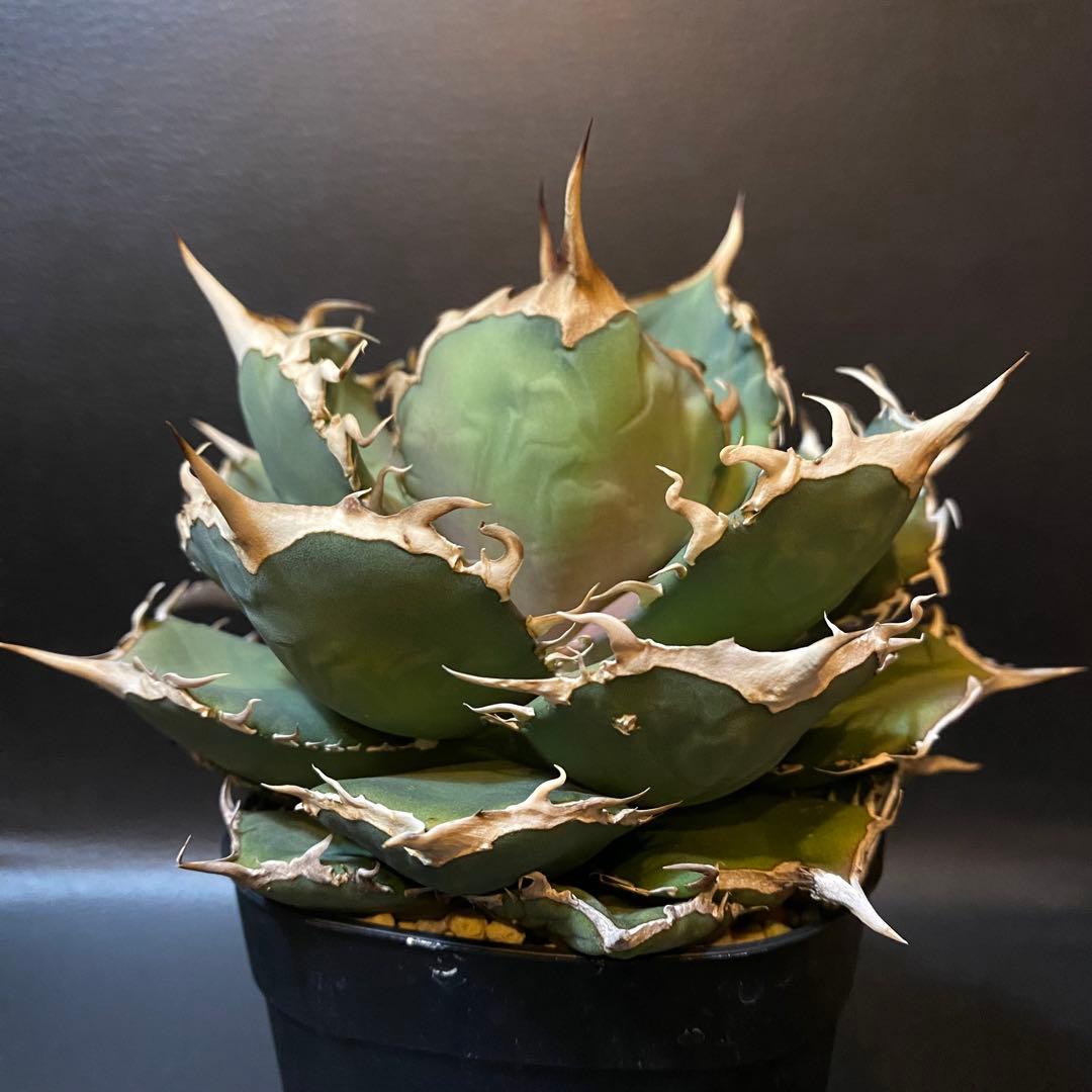 アガベ チタノタ 阿修羅 台湾産 親株 阿修羅丸 強棘 包葉 OC株 発根済み