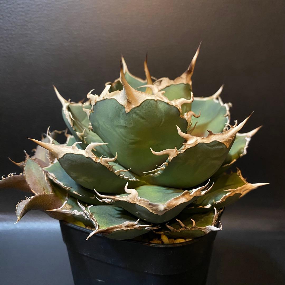 アガベ チタノタ 阿修羅 台湾産 親株 阿修羅丸 強棘 包葉 OC株 発根済み