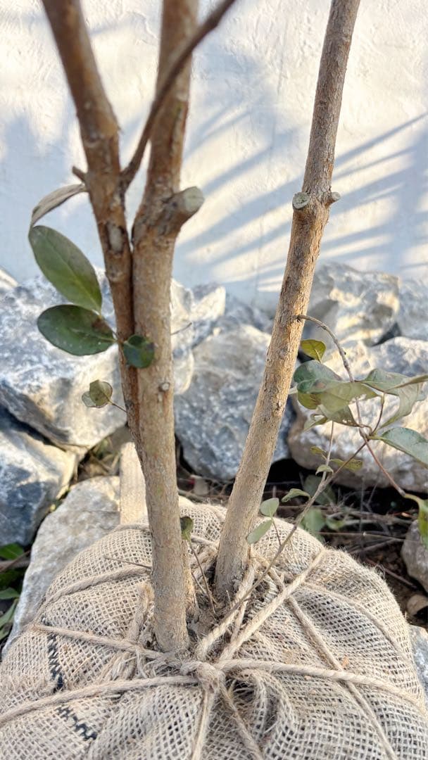 超逸品。フェイジョア株立ち1.6M(鉢底から)品番A