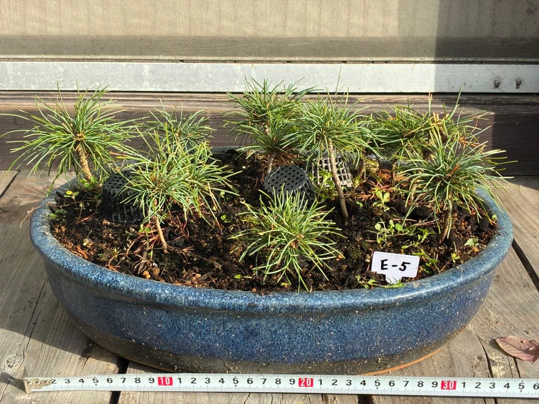 14本セット ★盆栽★ 赤石五葉松　 E-5 ★愛媛県より発送★