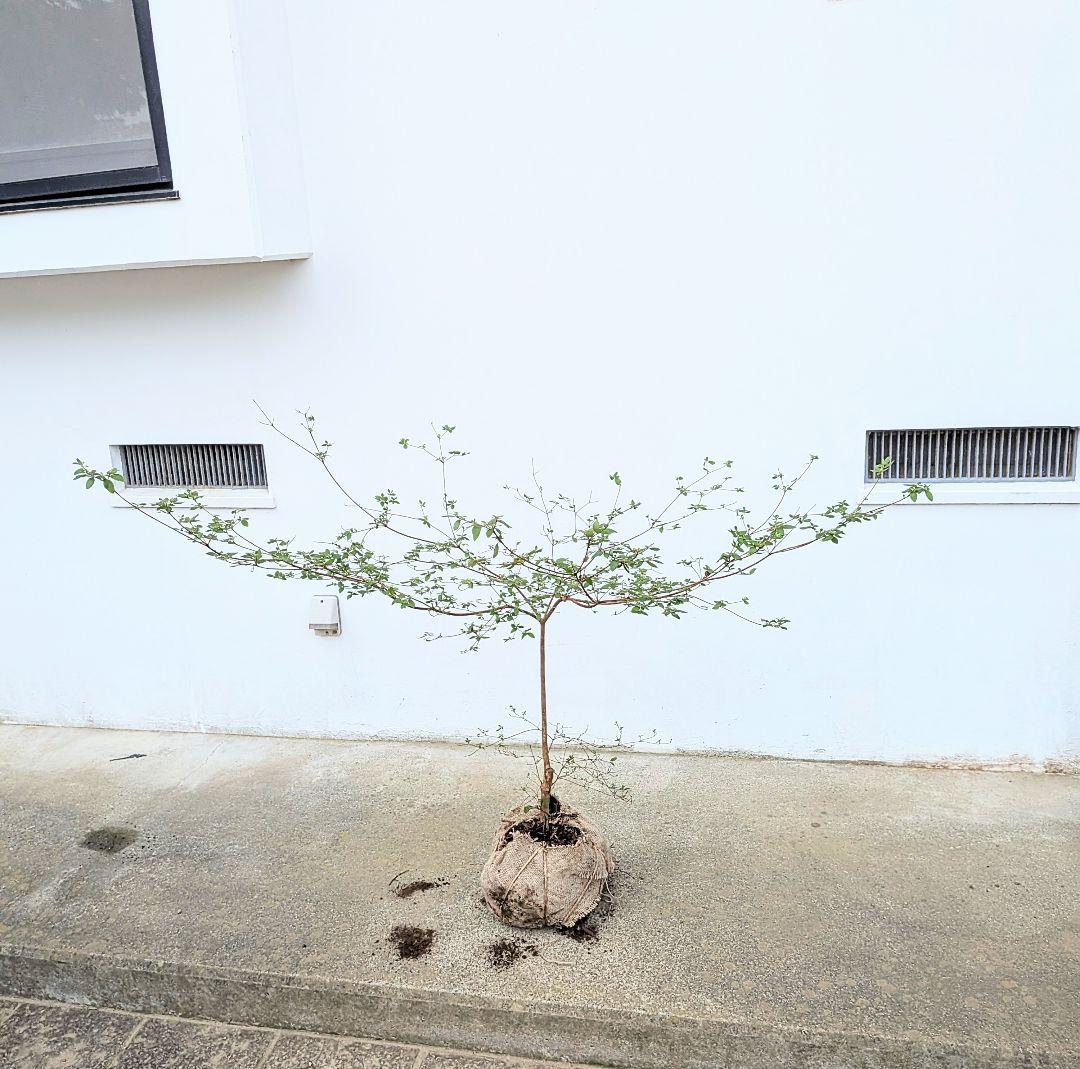 祝の盃形。。山採りヤマツツジ。