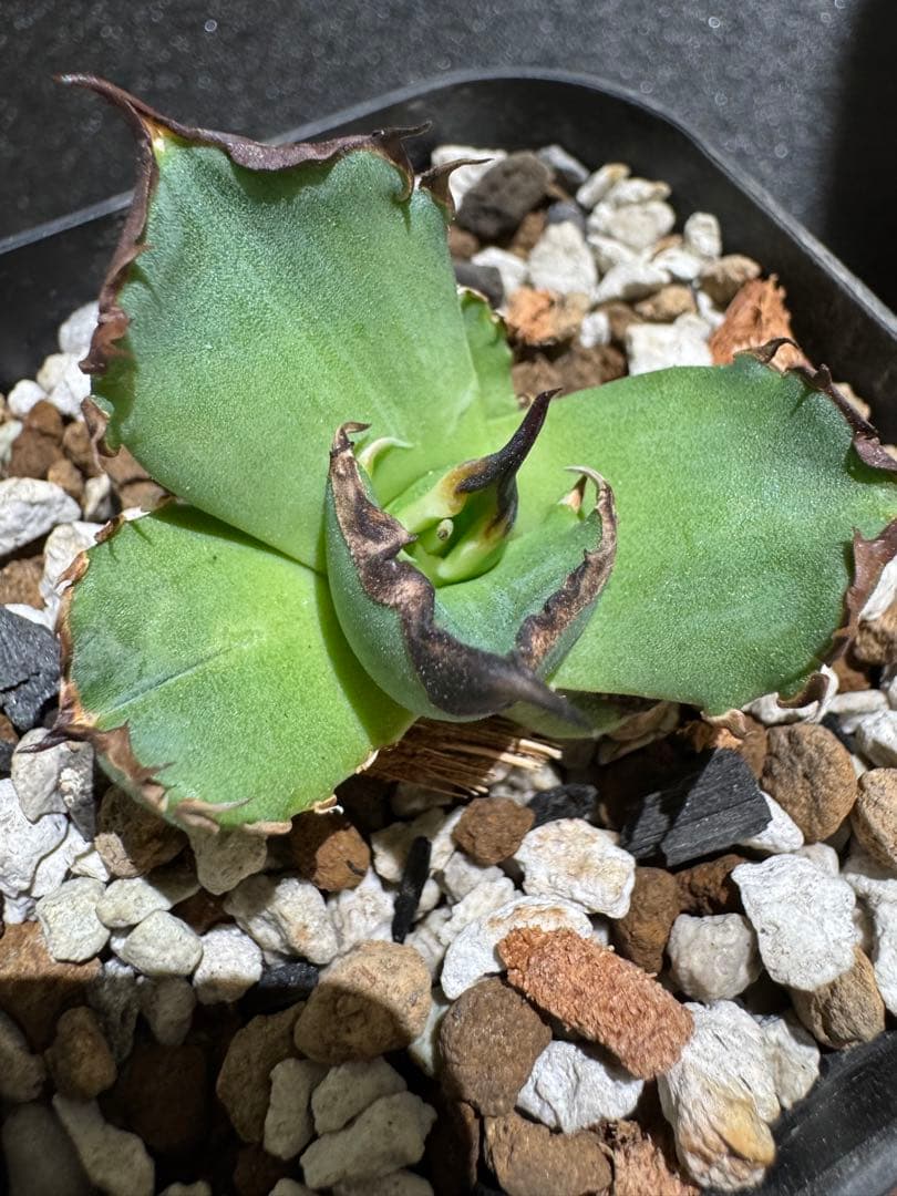 アガベ　黑曼巴　ブラックマンバ　lize血統