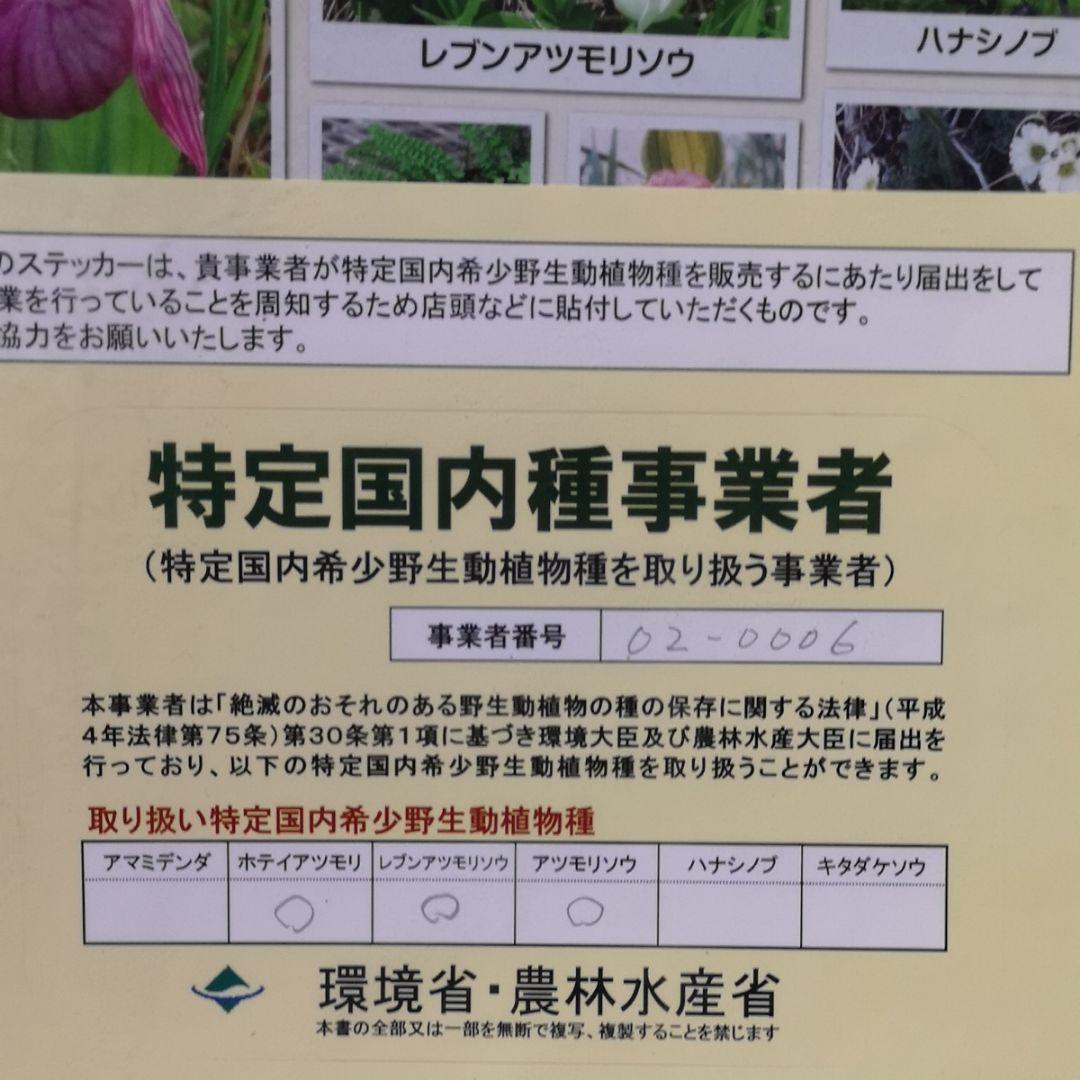 山野草　ホテイアツモリソウ　濃色　大輪　花１　葉２　１鉢