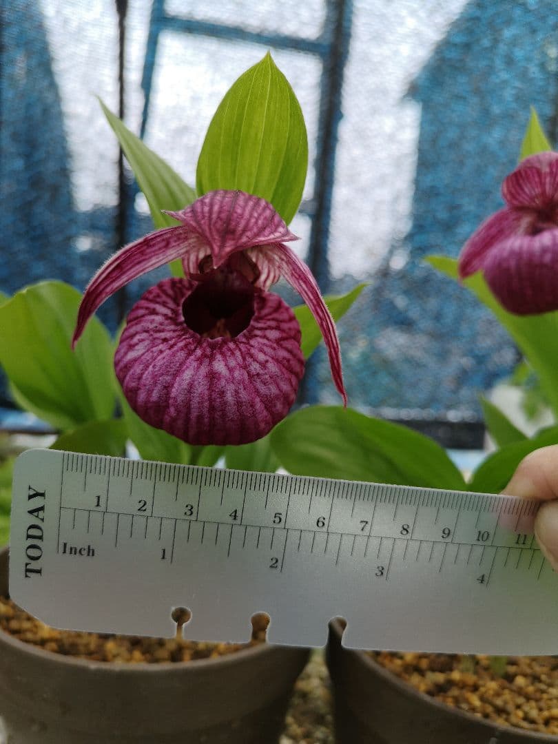 山野草　ホテイアツモリソウ　濃色　大輪　花１　葉２　１鉢