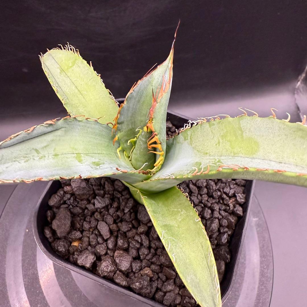 アガベ　NU1 coyote plants株　子株