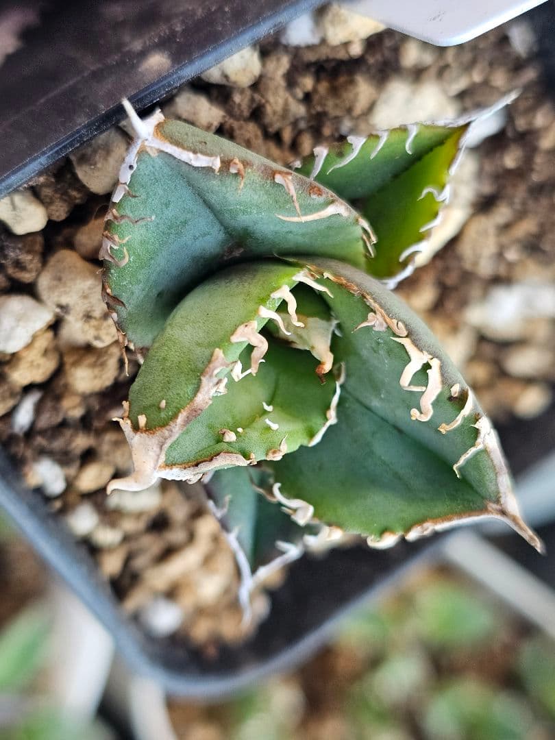 アガベ　チタノタ　満天星②TC ぶつぶつ 台湾産正規品 根付き苗 ブツブツ株