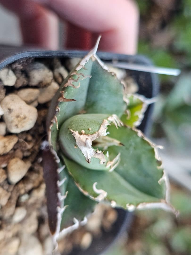 アガベ　チタノタ　満天星②TC ぶつぶつ 台湾産正規品 根付き苗 ブツブツ株