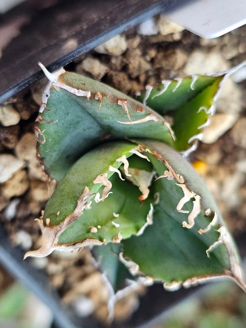 アガベ　チタノタ　満天星②TC ぶつぶつ 台湾産正規品 根付き苗 ブツブツ株