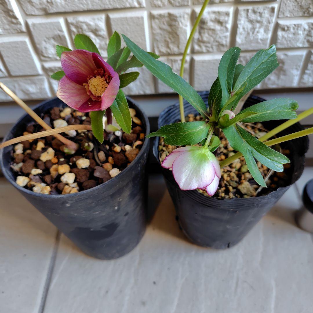 【開花株】クリスマスローズセット　広瀬園芸　加藤農園