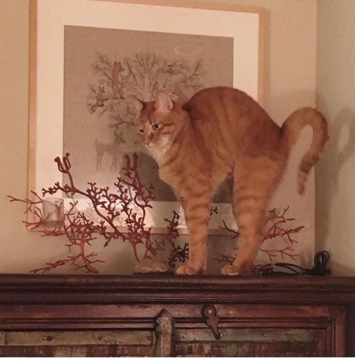 Coral＆Tusk フレームアート