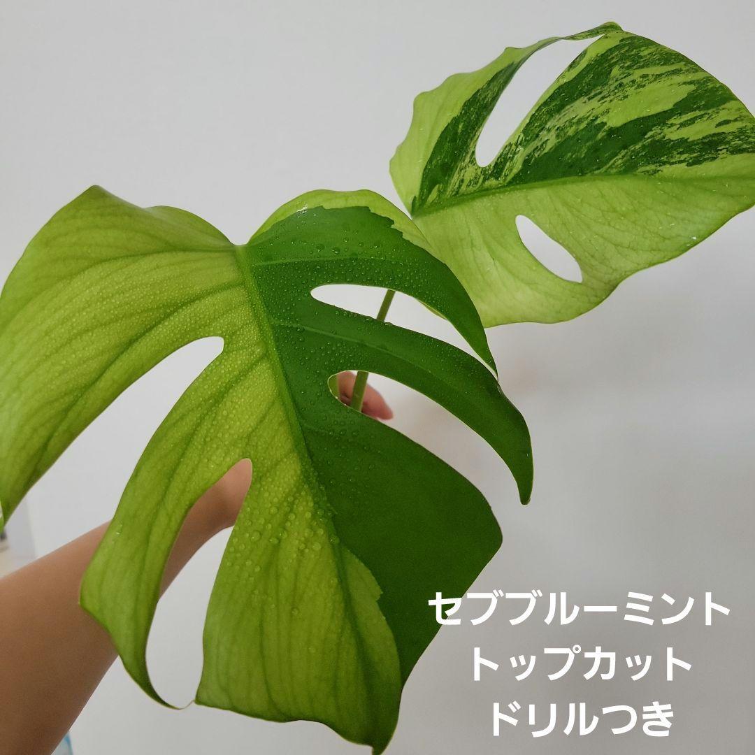 斑入りモンステラ☆希少高級品最高セブブルーミントドリルつきトップカット