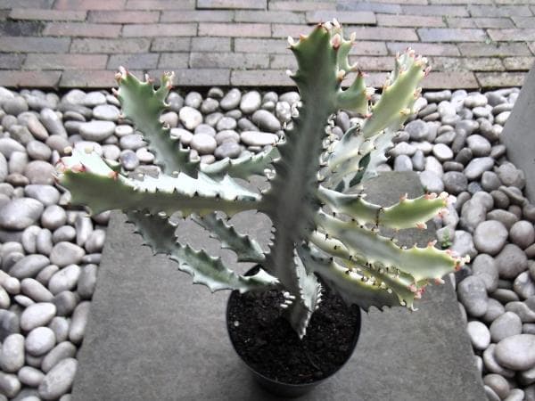 のぶまる　現物ホワイトゴースト ６号＆チランジア・ヒューストン＆カレックス