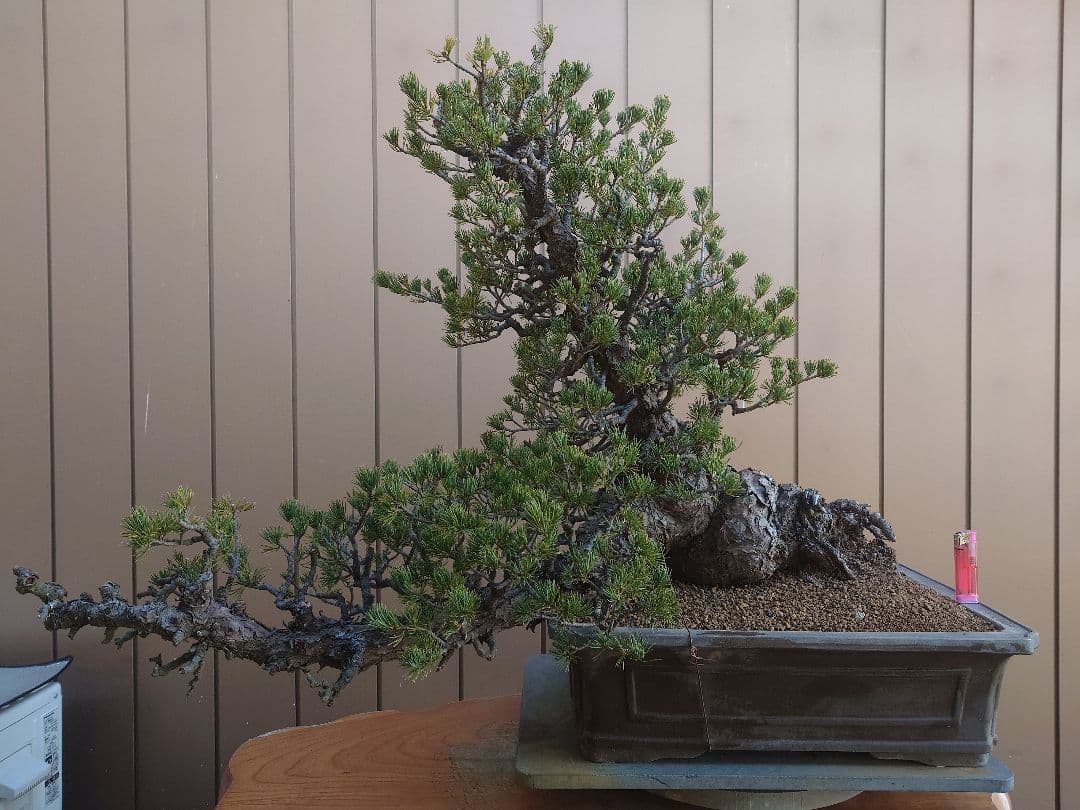 ※引取限定※　盆栽　九重　五葉松　樹高52cm