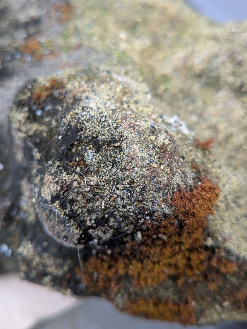 海外コレクター向き明治時代〜昭和戦前期頃蛙苔むした全長２３センチ重さ５キロ飾置物