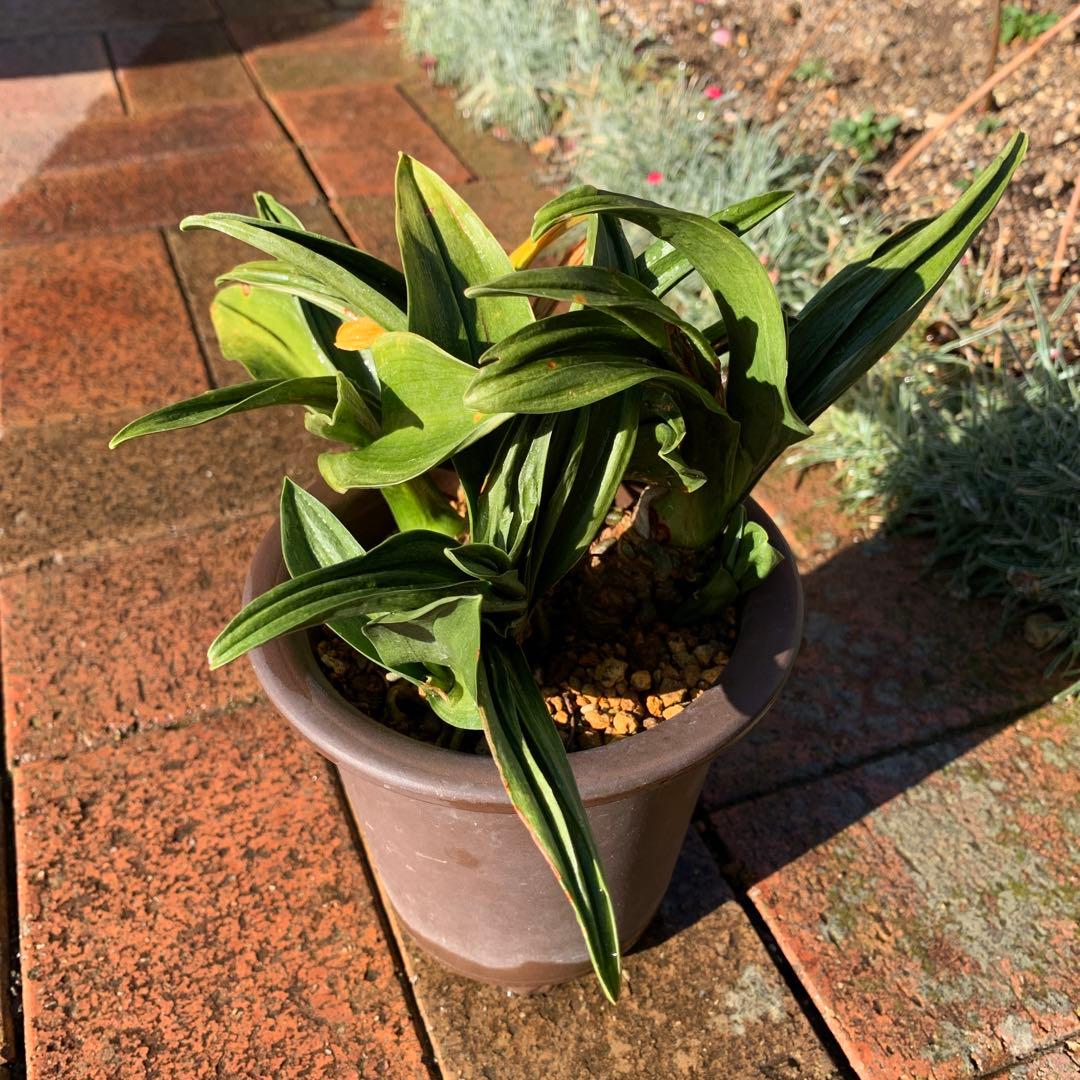 オモト（万年青）,,,苗木２本