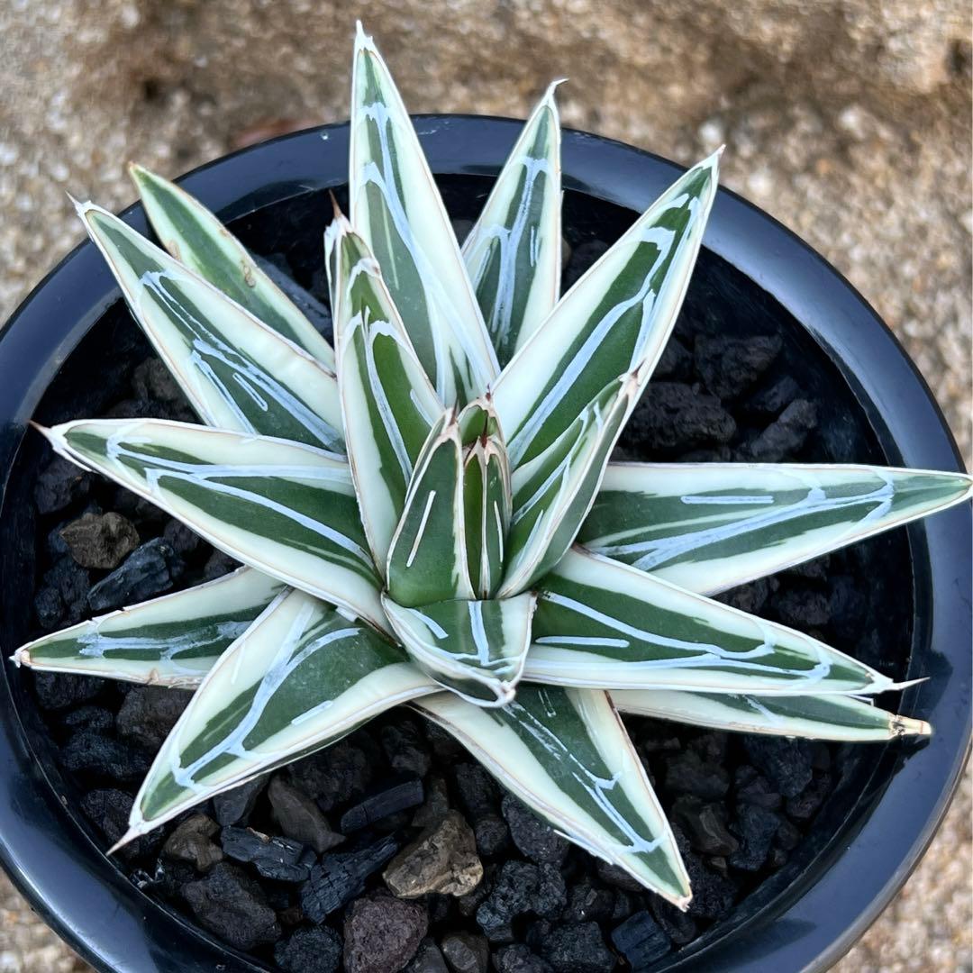 アガべ　笹の雪　氷山