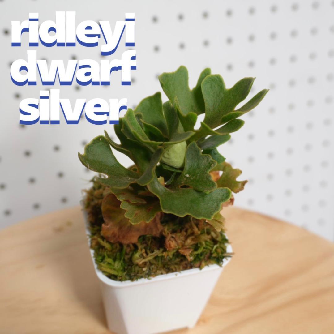 P.Ridleyi dwarf silver リドレイドワーフシルバー 004