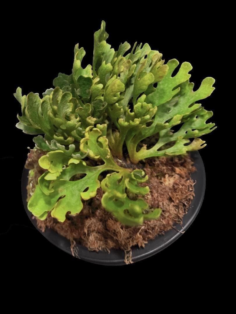 P.Ridleyi dwarf silver リドレイドワーフシルバー 004