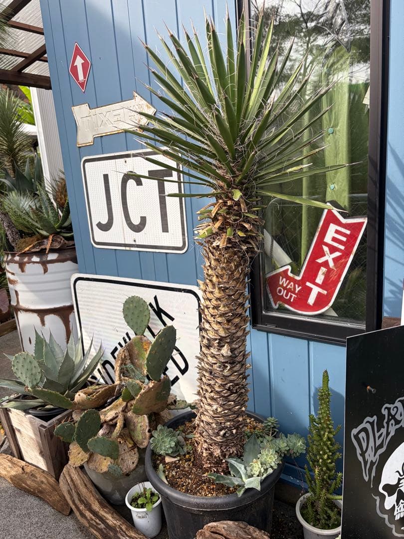 耐寒性ユッカ　フィリフェラ幹太大株◇南国ドライガーデン島アガベ多肉ヤシ　サボテン