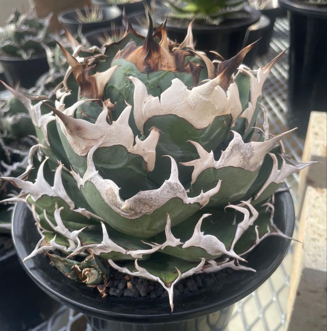 【台湾株】アガベ　チタノタ　白鯨　スパチタ　レア 強棘 OC株