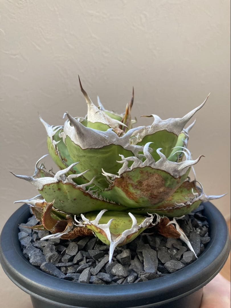 アガベ オテロイ実生選抜子株① オアハカ　チタノタ