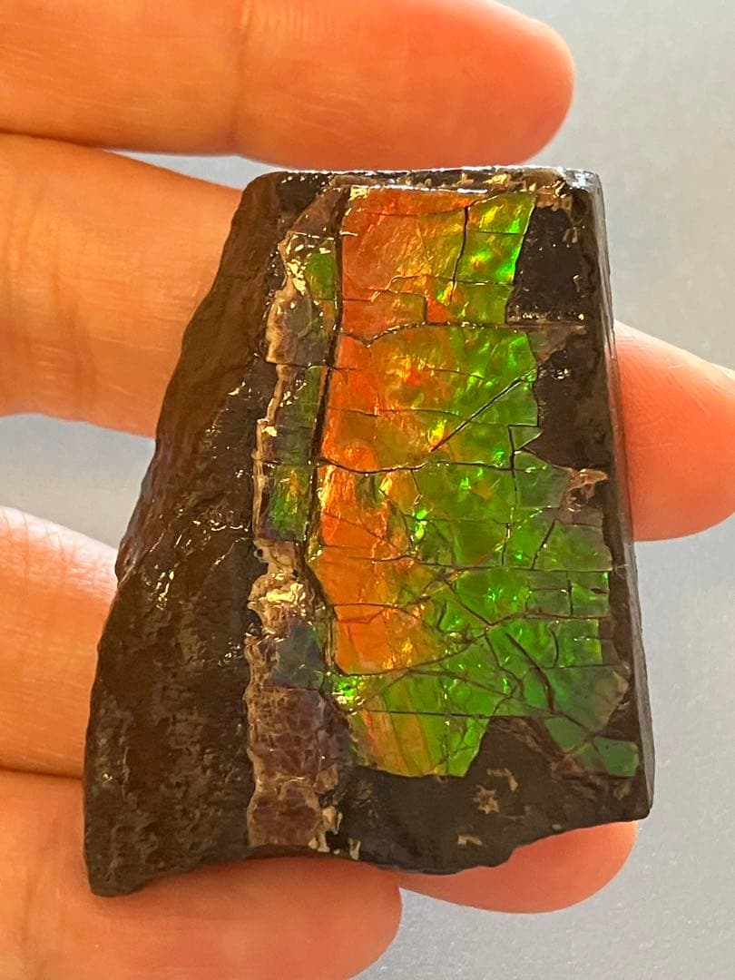 化石　原石　アンモライト　アンモナイト　幅4.4cm カナダ産　置物　箱付き