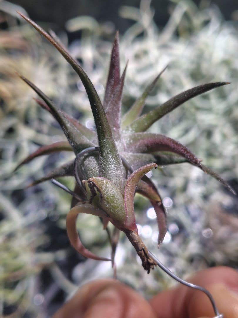 B*2様 バンハイニンギー　斑入