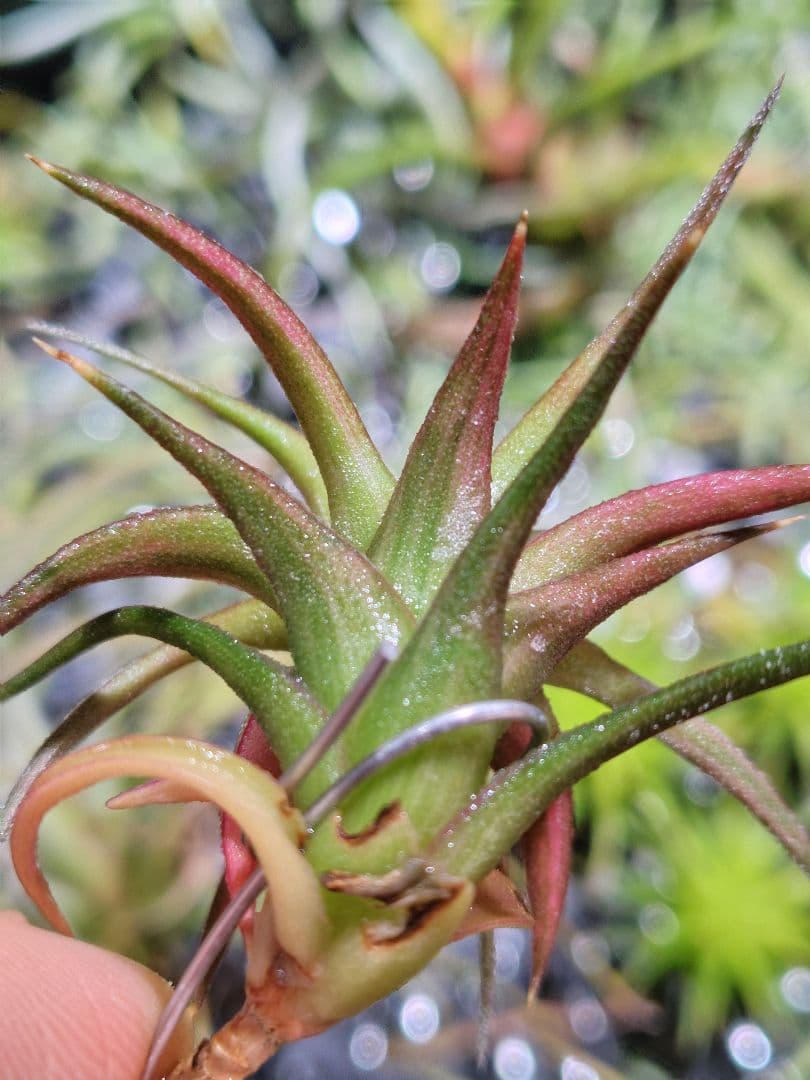 B*2様 バンハイニンギー　斑入