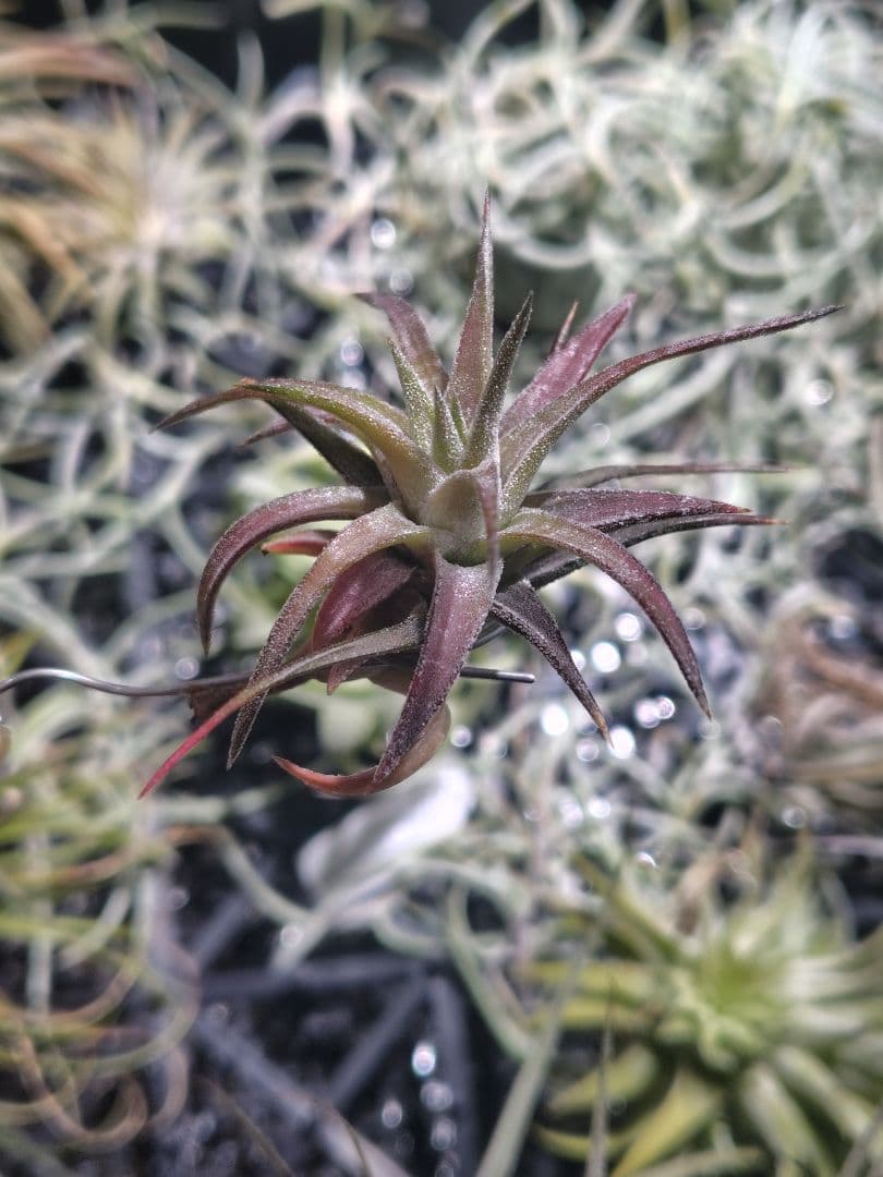 B*2様 バンハイニンギー　斑入