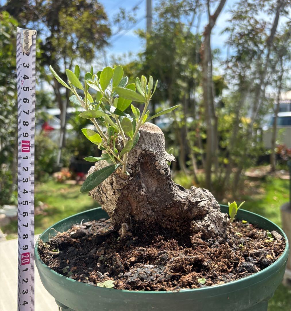 ねこなでたい農園　オリーブの木　コラティナ　極太　古木　8月17日出品終了