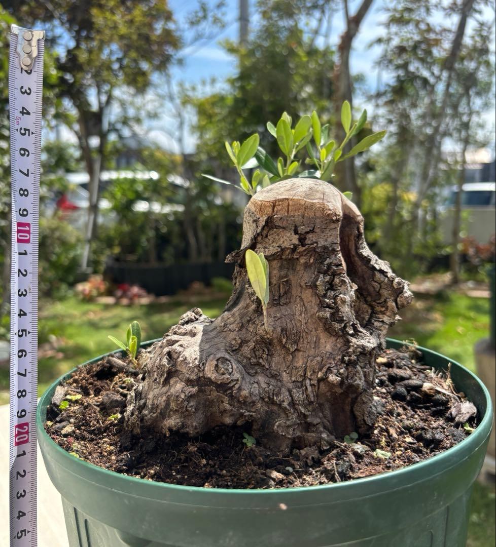 ねこなでたい農園　オリーブの木　コラティナ　極太　古木　8月17日出品終了