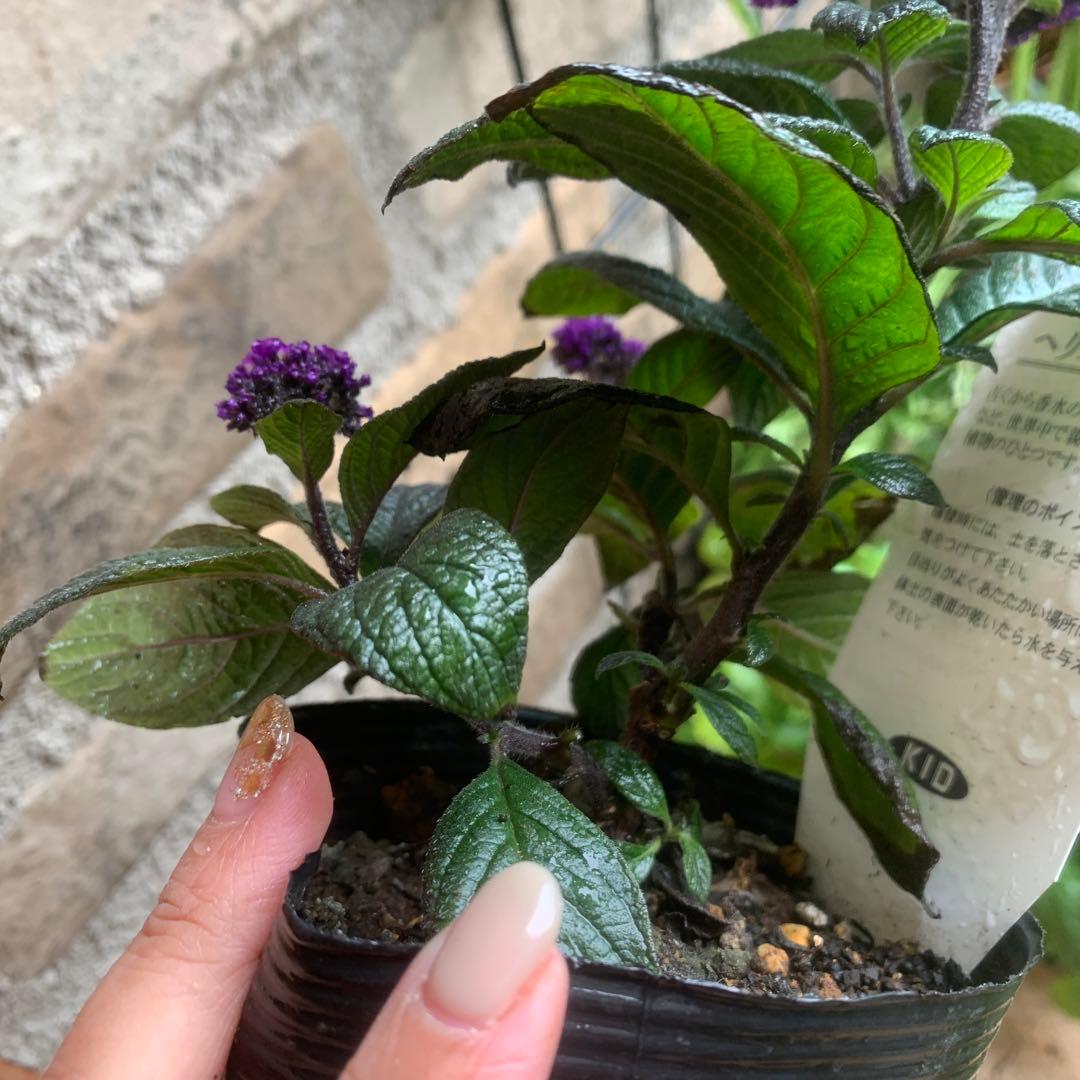 ヘリオトロープ