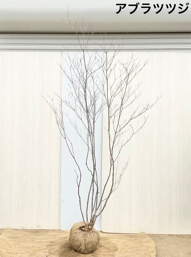 Oさん専用 山採り アブラツツジ　/7