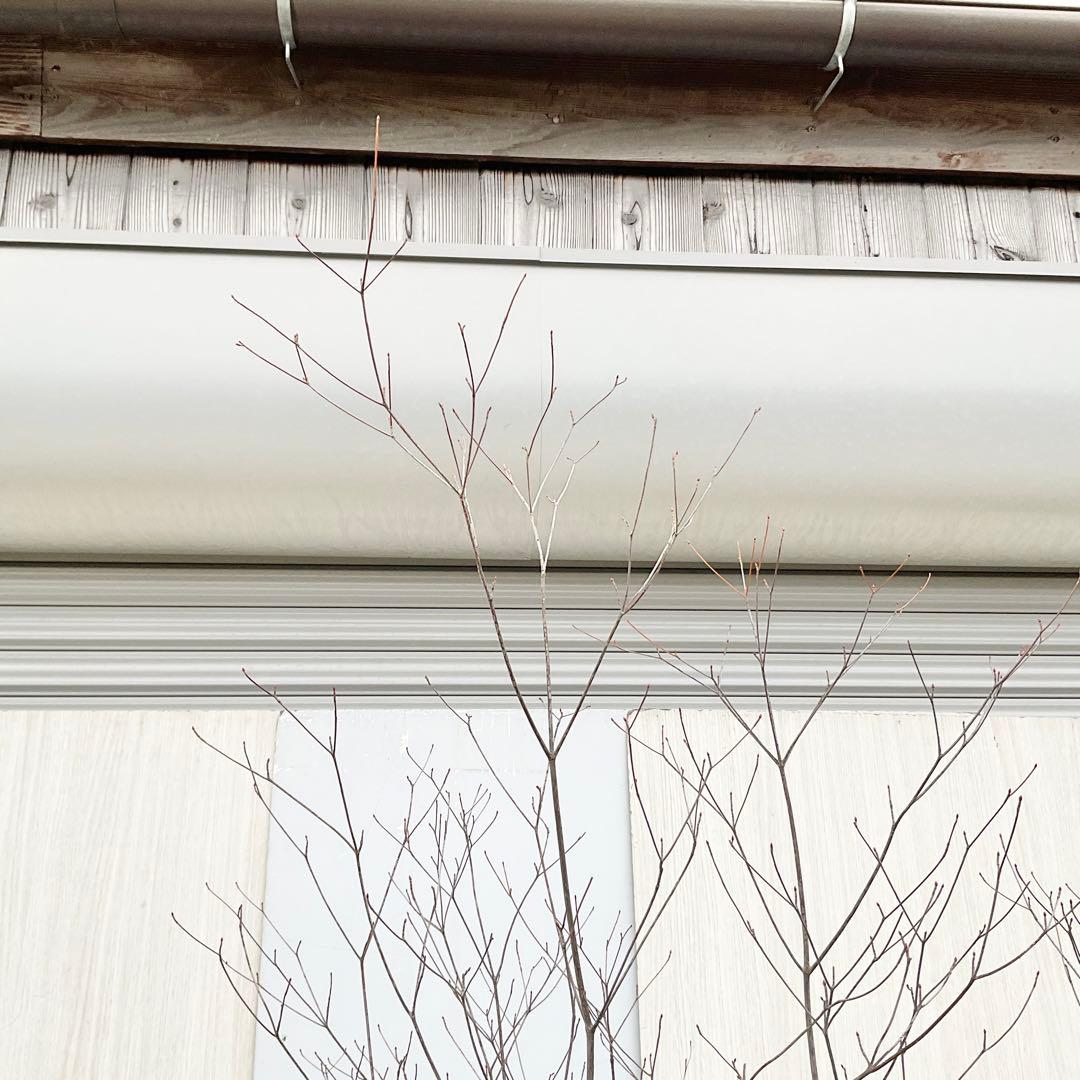 Oさん専用 山採り アブラツツジ　/7