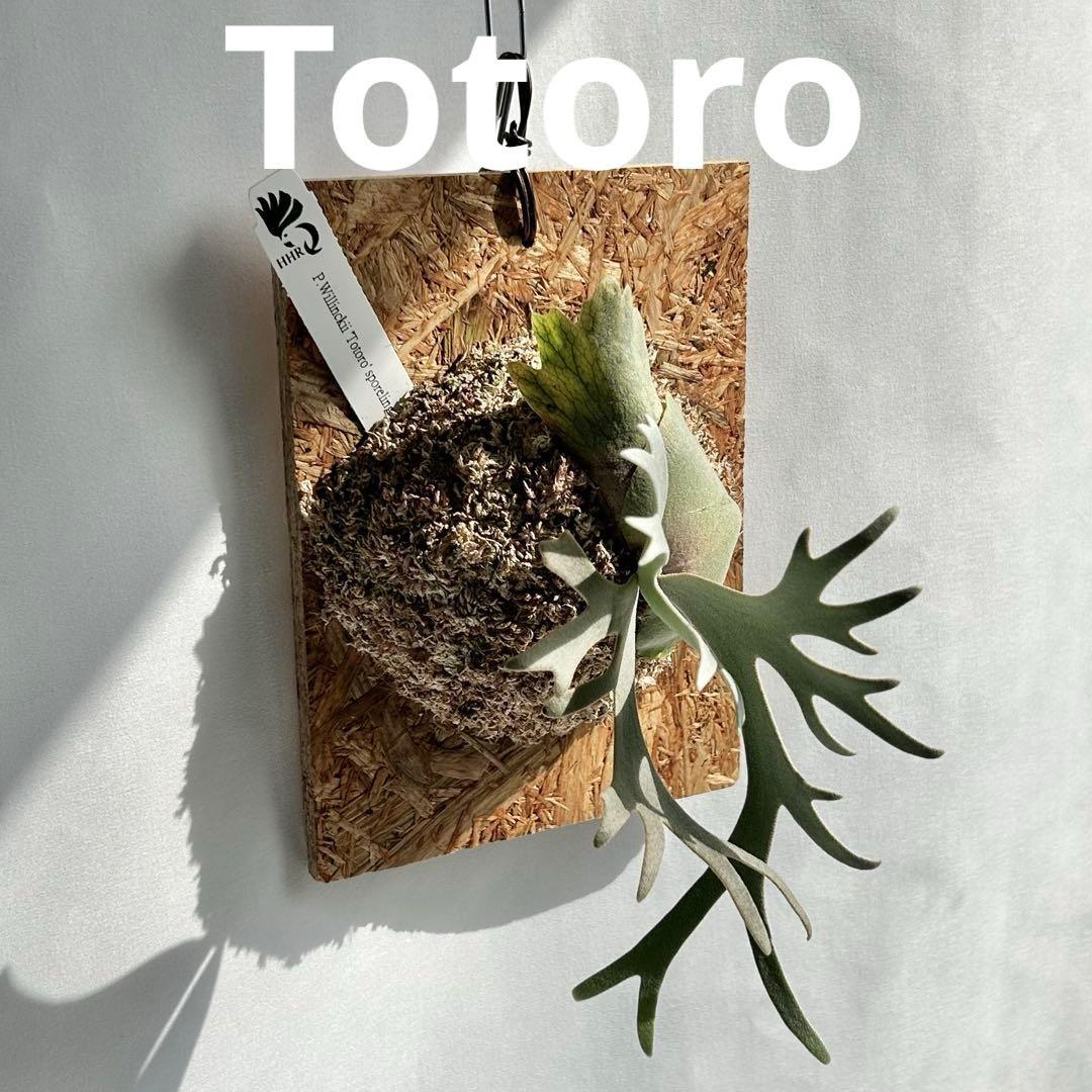 P. Willinckii Totoro' （spore）