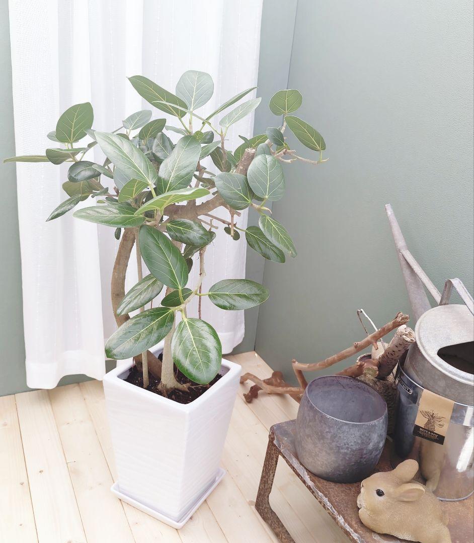 人気!!根上がり 【現品】曲がりベンガレンシス 曲線８大人グリーン