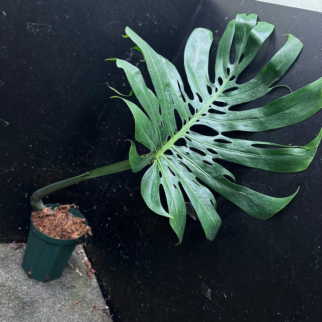 モンステラデリシオーサマクロコズム超希少系統鉢植え76㎝