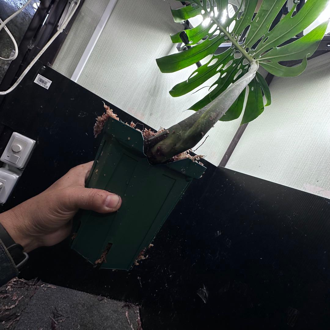 モンステラデリシオーサマクロコズム超希少系統鉢植え76㎝