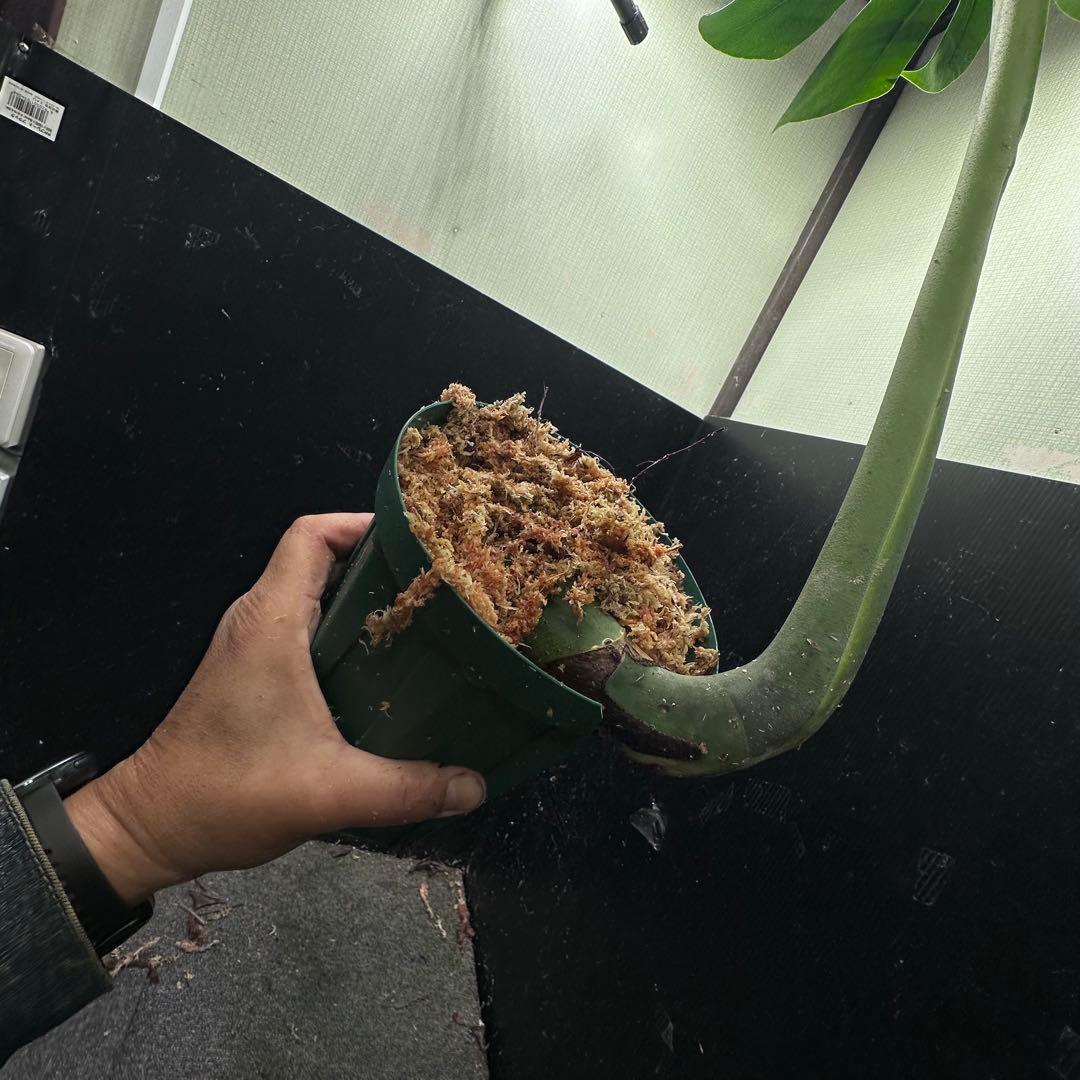 モンステラデリシオーサマクロコズム超希少系統鉢植え76㎝