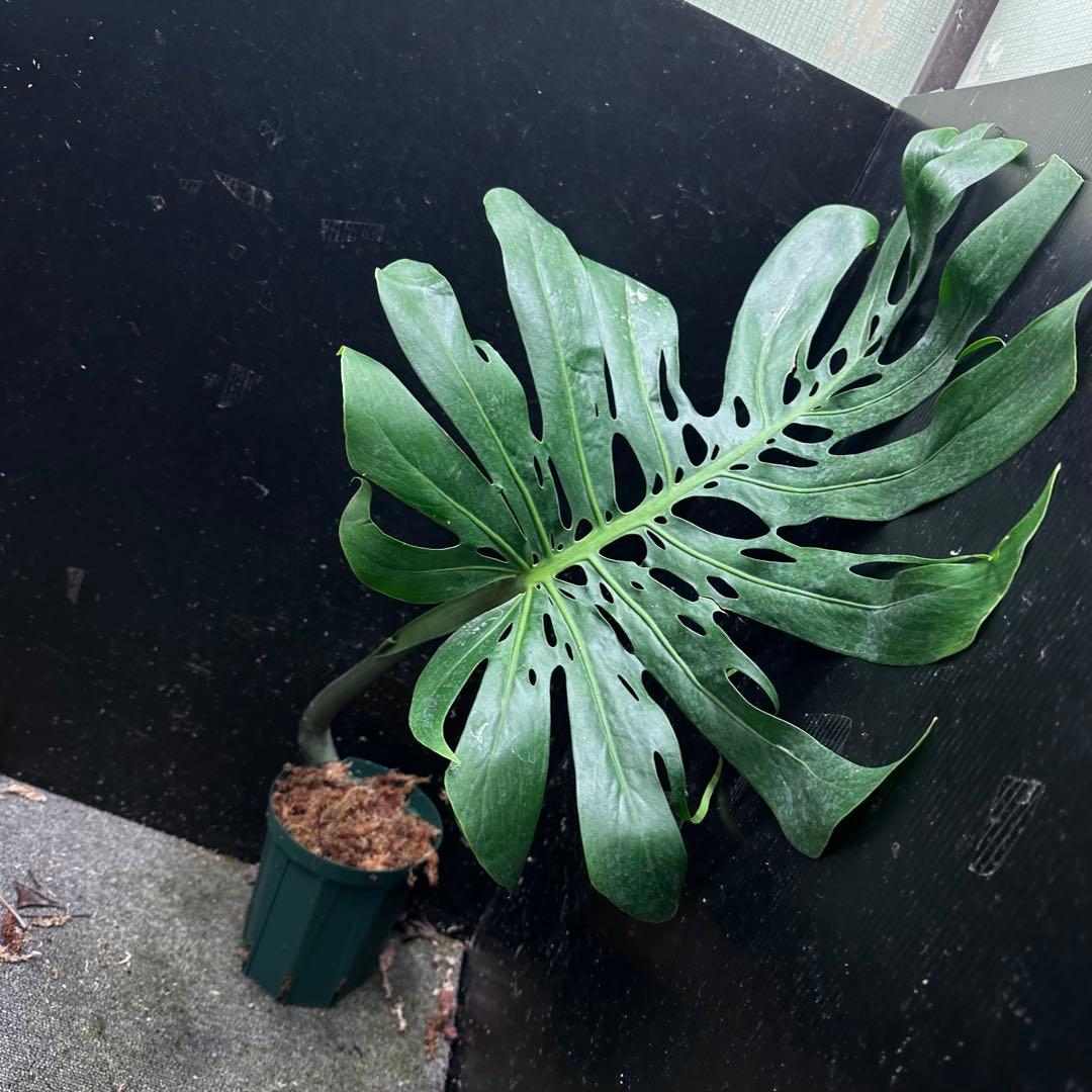 モンステラデリシオーサマクロコズム超希少系統鉢植え76㎝