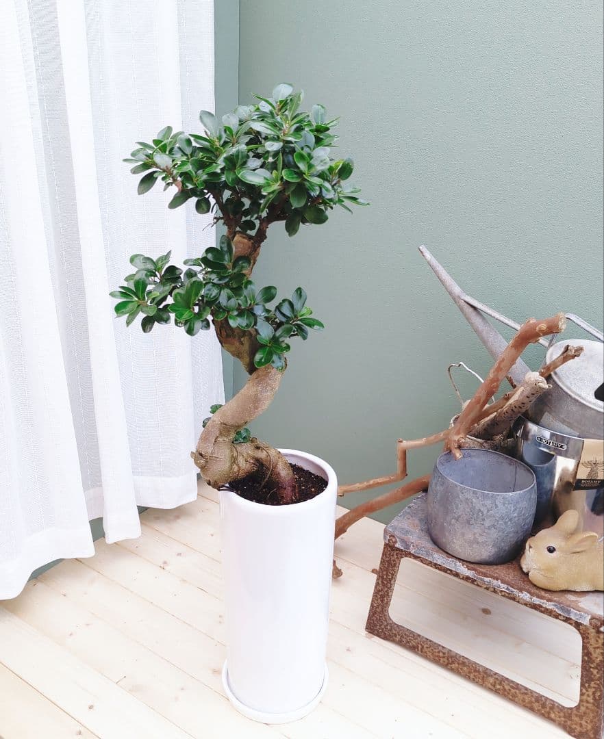 縁起物 ガジュマル曲がり 昇龍 (現品) お祝い ギフト７号陶器