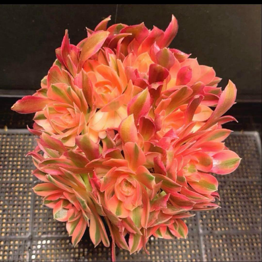 37#多肉植物アエオニウム錦❤️ 女的神❤️11大頭21cm拔き苗！