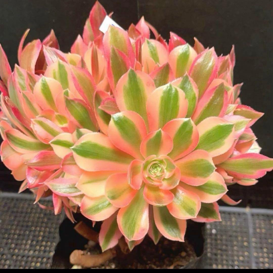 37#多肉植物アエオニウム錦❤️ 女的神❤️11大頭21cm拔き苗！