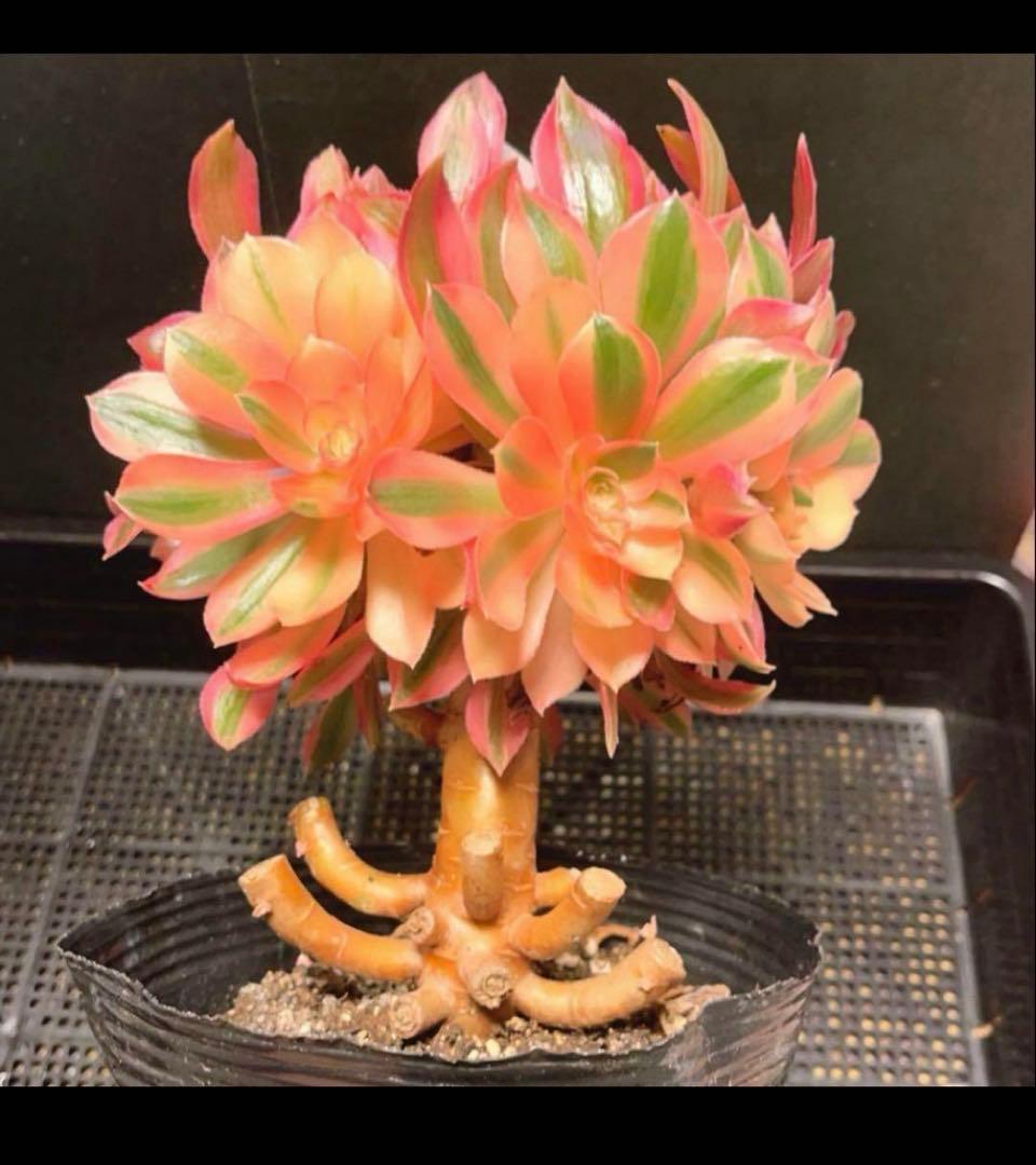 37#多肉植物アエオニウム錦❤️ 女的神❤️11大頭21cm拔き苗！