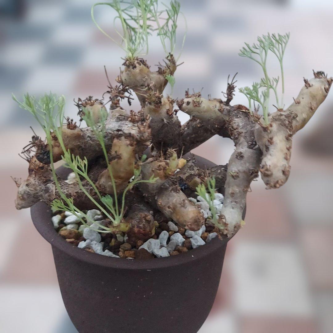 モンソニアムルチフィダ現地球発根済み